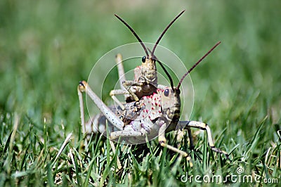 Grasshoppers. Stock Photo