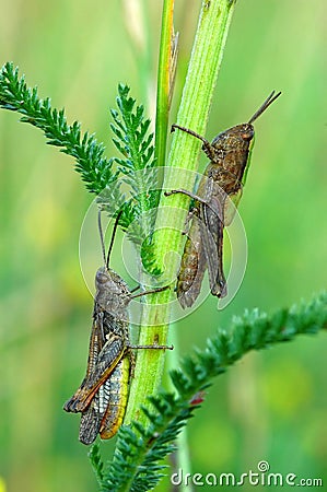 Grasshoppers Stock Photo