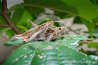 Grasshoppers breeding Stock Photo