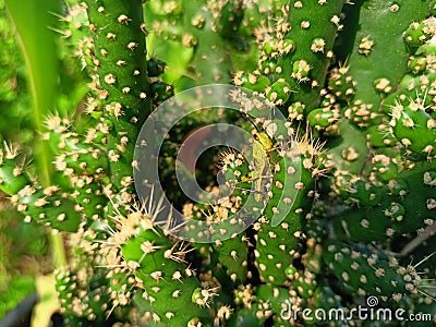grasshoppers hiding behind a cactus tree Stock Photo