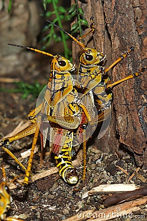 Grasshoppers Hugging Stock Photo