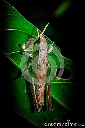 Grasshoppers Stock Photo