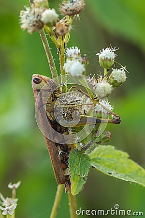 Grasshoppers on the leaves Assimilate with nature Stock Photo