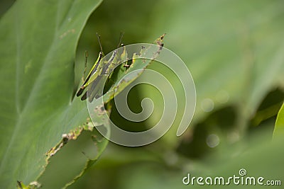 Grasshoppers mating on Colocasia leaf Stock Photo