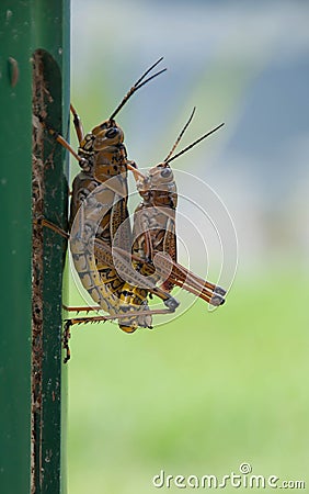 Grasshoppers mating on a metal post Stock Photo