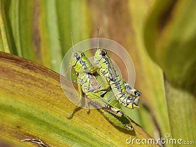 Grasshoppers mating Stock Photo