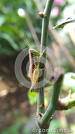 grasshoppers perched on flower stalks | Nature Concept Stock Photo