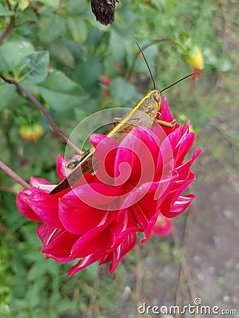 Grasshoppers and red flower Stock Photo