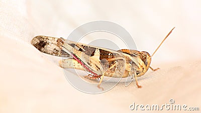  Grasshopper closeup view Stock Photo