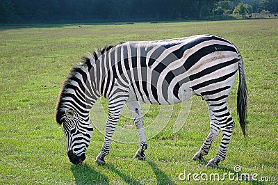 Grassing Zebra in the wild Africas green nature. Stock Photo