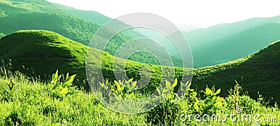 Grassland Stock Photo