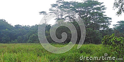 Grassland and forest in Singapore Stock Photo