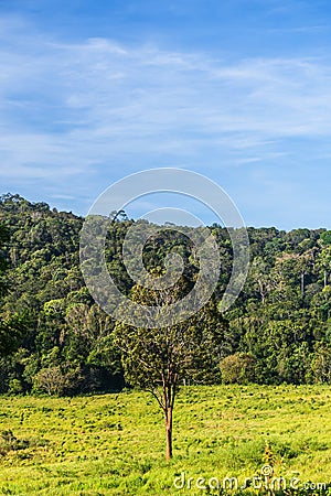 Grassland Green meadow and mountains Khao Yai National Park Stock Photo