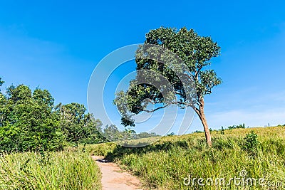 Grassland Green meadow and mountains Khao Yai National Park Stock Photo