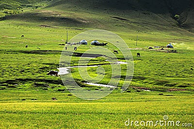 The grassland of Mulan Paddock Stock Photo