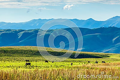 Grassland in nalati,Xinjiang Stock Photo