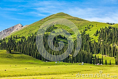 Grassland in nalati,Xinjiang Stock Photo