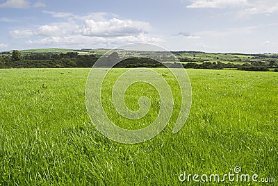 Grassland scenery Stock Photo