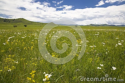 grassland and sky Stock Photo