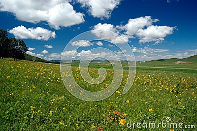 Grassland Summer Stock Photo