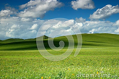 Grassland Summer Stock Photo