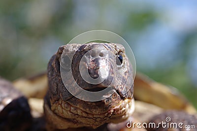 Grassland tortoise testudo horsfieldii Stock Photo