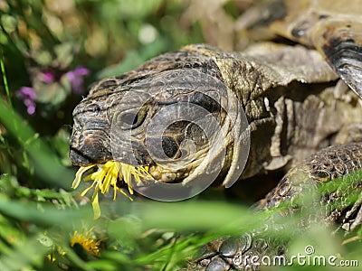 Grassland tortoise eating dandelion Stock Photo