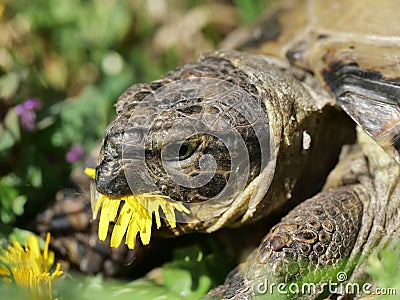 Grassland tortoise eating dandelion Stock Photo