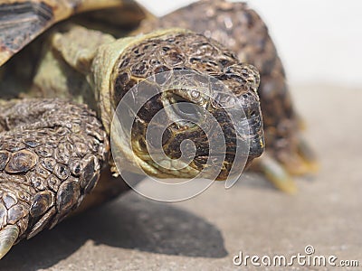 Grassland tortoise Stock Photo