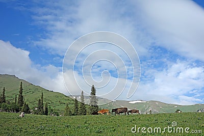 Grassland under blue sky Stock Photo
