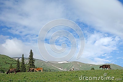 Grassland under blue sky Stock Photo