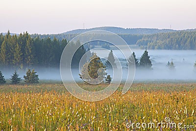 Grassland and woods in fog in the morning Stock Photo