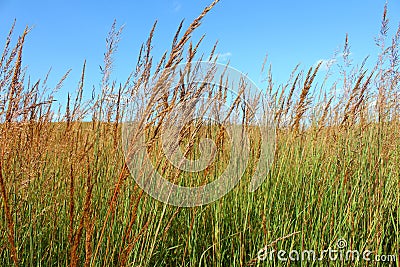 Grasslands Landscape Illinois Stock Photo