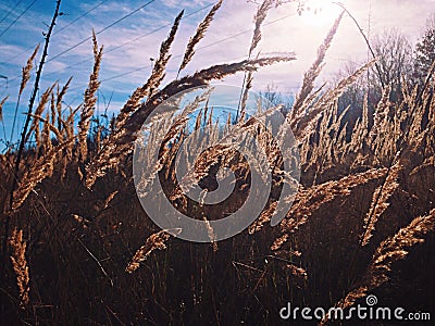 Grassroots Stock Photo