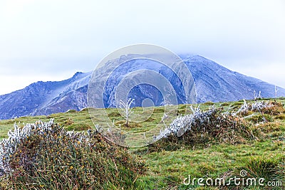 Grassy landscape with frosty bushes and a foggy rock mountain in the background Stock Photo