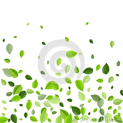 Grassy Leaf Organic Vector Border. Abstract Vector Illustration