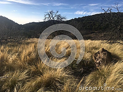 Grassy plains in front of foothills Stock Photo