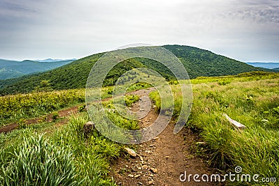 Grassy Ridge Bald in the Roan Mountain Highlands Stock Photo