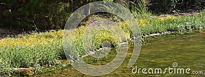 Grassy shore meets the water at a cove at Percy Priest Lake Stock Photo