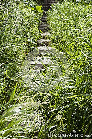 Grassy stone steps stairs overgrown with green grass natural summer landscape Stock Photo