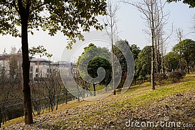 Grassy and woody slope by rivulet in sunny winter afternoon Stock Photo