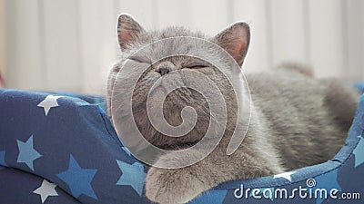 Lustiges Video Zwei Nette Neugeborene Katzchen Der Haustiere Schlafen Teamwork Auf Lebensstil Das Bett Haustierkonzept Haustierko Stock Footage Video Von Haustiere Lustiges