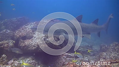 Grauer Nursehai Sand Tiger Haik Gezackter Zahn Oder Teppichhai In Der Blauen See Stock Video Video Von Blauen Haik