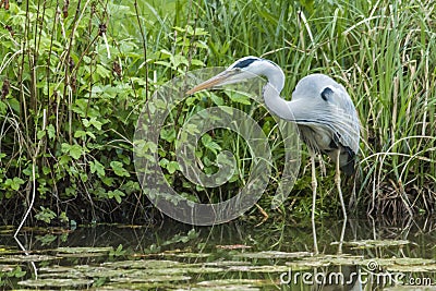 Graureiher Ardea cinerea Stock Photo