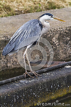 Graureiher Ardea cinerea Stock Photo