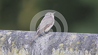 Grauschnäpper, Muscicapa striata, Grauschnäpper, Muscicapa striata,
