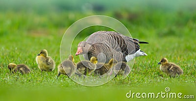 Grauwe Gans, Grey-lag Goose, Anser anser Stock Photo