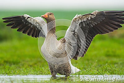 Grauwe Gans, Grey-lag Goose, Anser anser Stock Photo