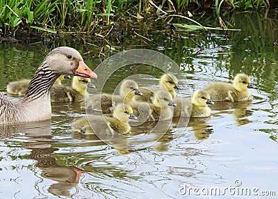 Grauwe gans greyleg goose with babies Stock Photo