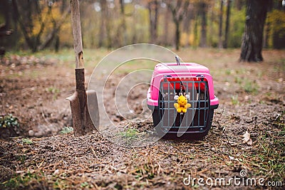 Grave of family`s beloved pet, a mound sand. Dreary depressive plot, small animal puppy is buried in the forest, pet carier and Stock Photo
